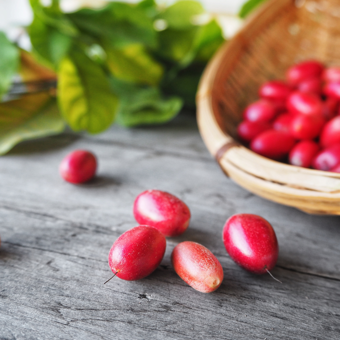 Miracle Fruit 3-Gallon (Synsepalum dulcificum)