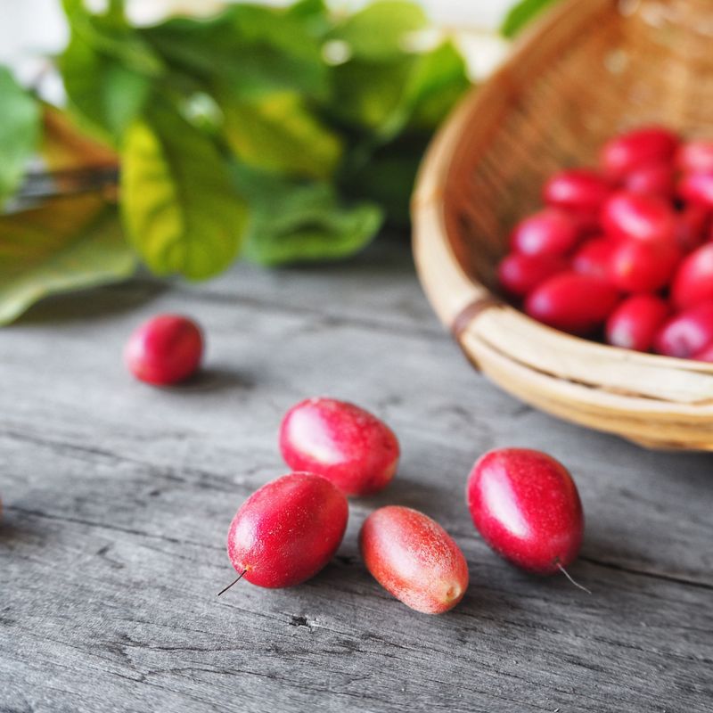 Miracle Fruit 3-Gallon (Synsepalum dulcificum)