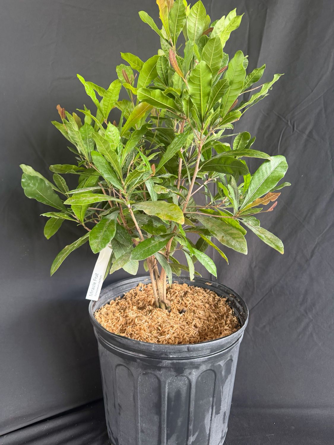 Miracle Fruit 3-Gallon (Synsepalum dulcificum)