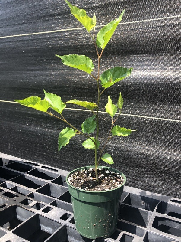 Mulberry - World's Best (Morus alba macroura hybrid) 4”