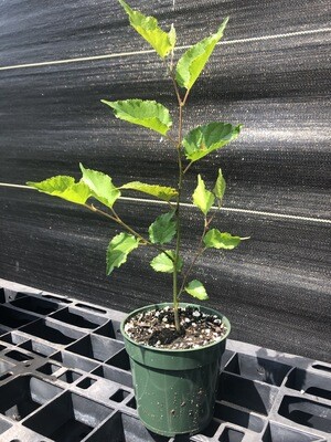 Mulberry - World's Best (Morus alba macroura hybrid) 4”