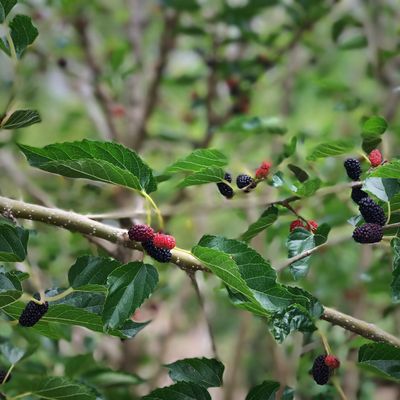 Mulberry - World's Best (Morus alba macroura hybrid) 4”