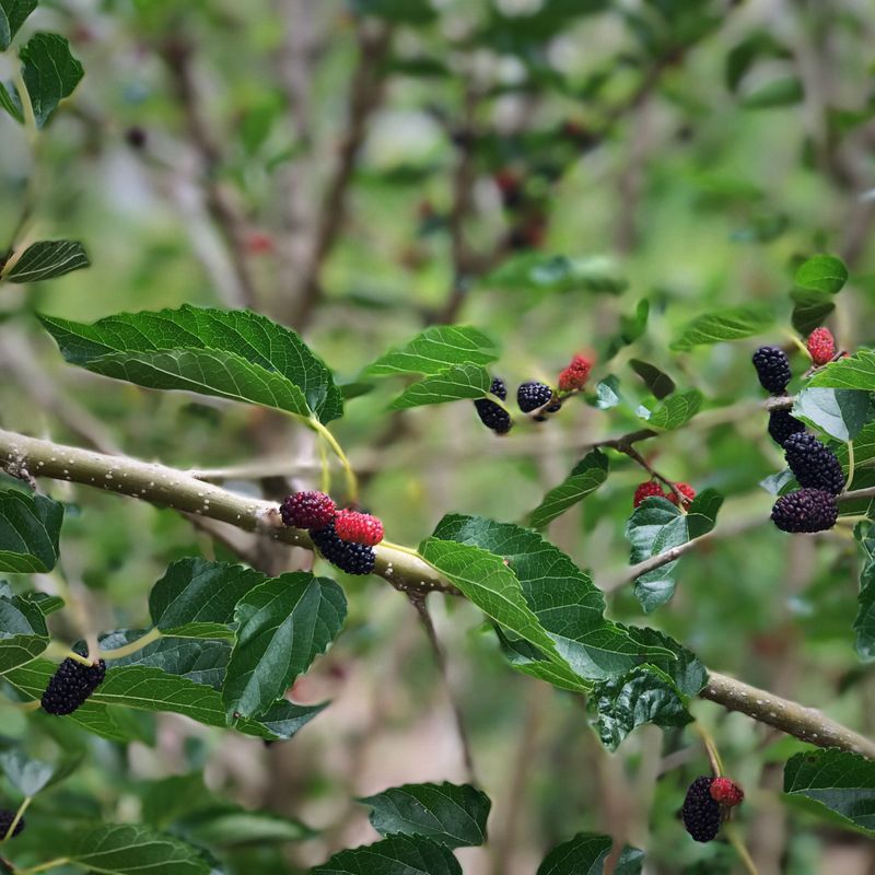 Mulberry - World's Best (Morus alba macroura hybrid) 4”