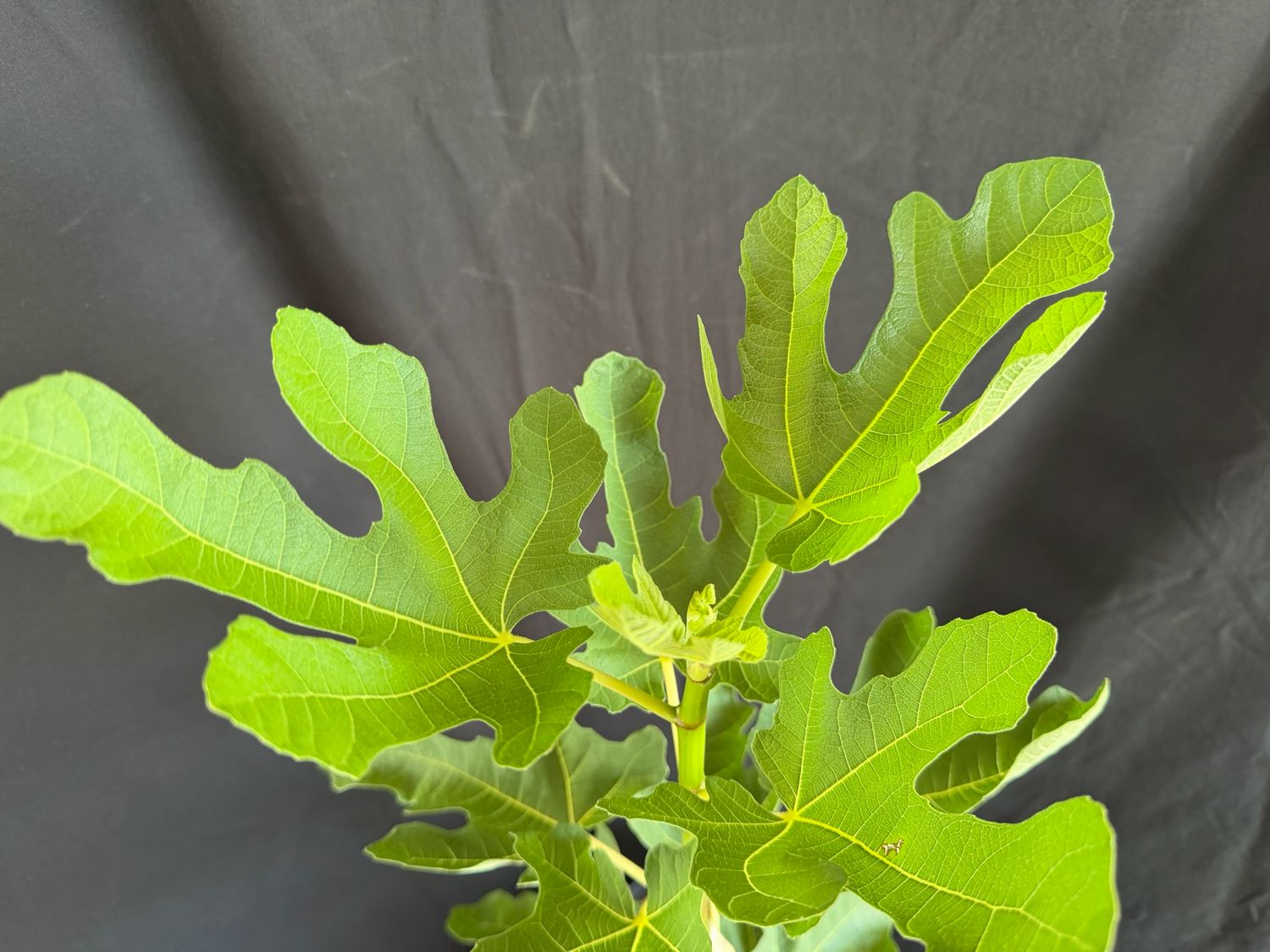 Fig - Green Egg (Fica carica) 3G