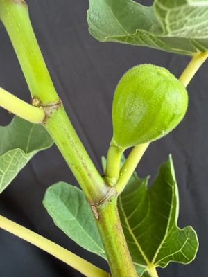 Fig - Green Egg (Fica carica) 3G