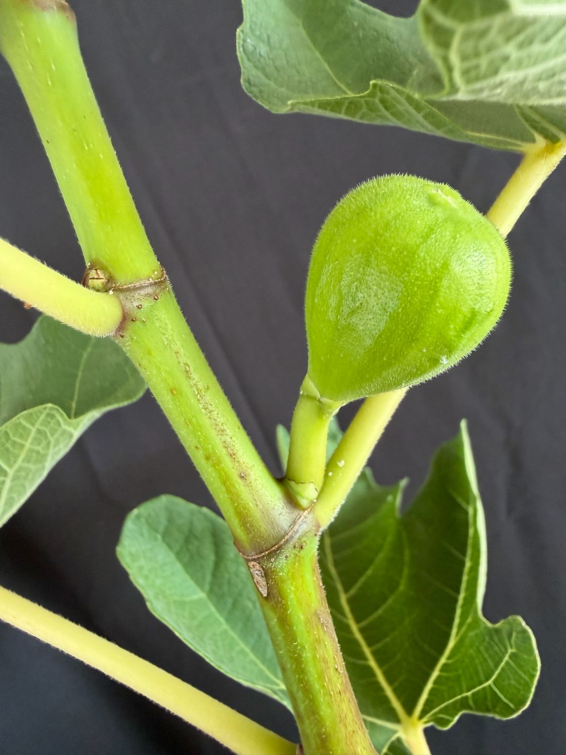 Fig - Green Egg (Fica carica) 3G