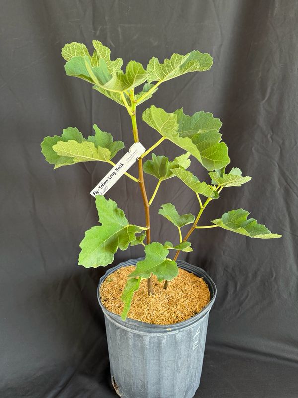 Fig - Yellow Long Neck (Fica carica) 3G