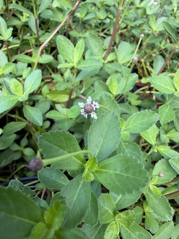 Frog Fruit 1G (Phyla nodiflora)