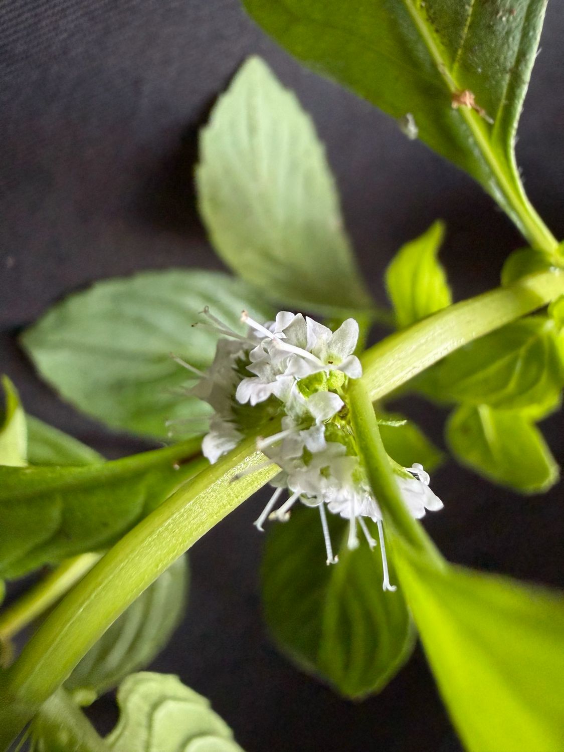 Mint - Ginger (Mentha x gracilis 'Ginger') 1G