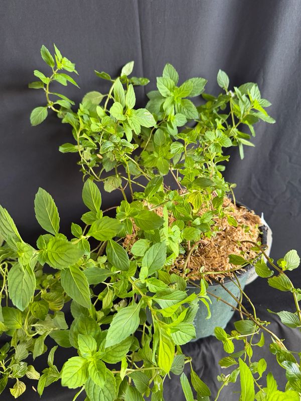 Mint - Ginger (Mentha x gracilis 'Ginger') 1G