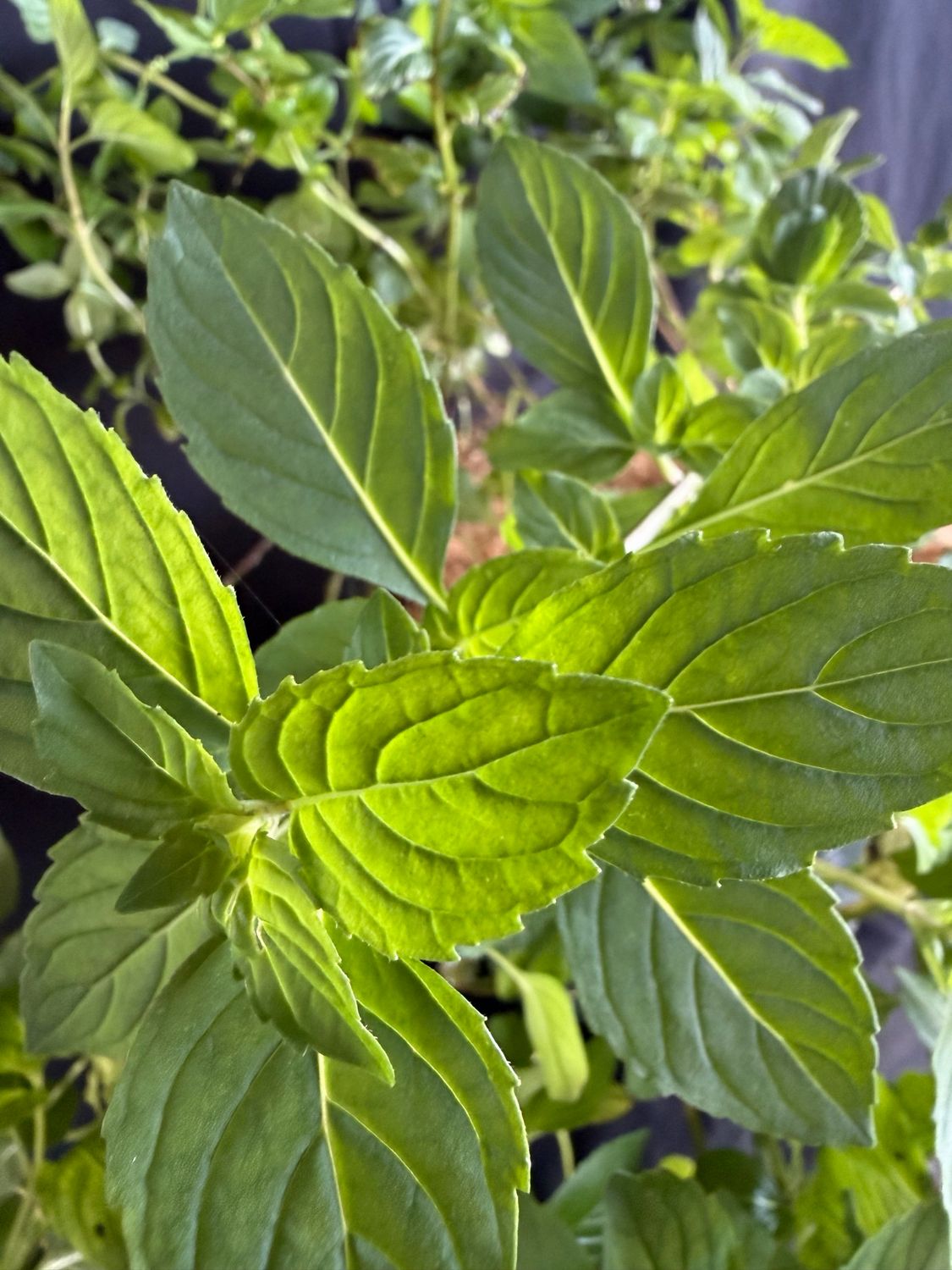 Mint - Ginger (Mentha x gracilis 'Ginger') 1G