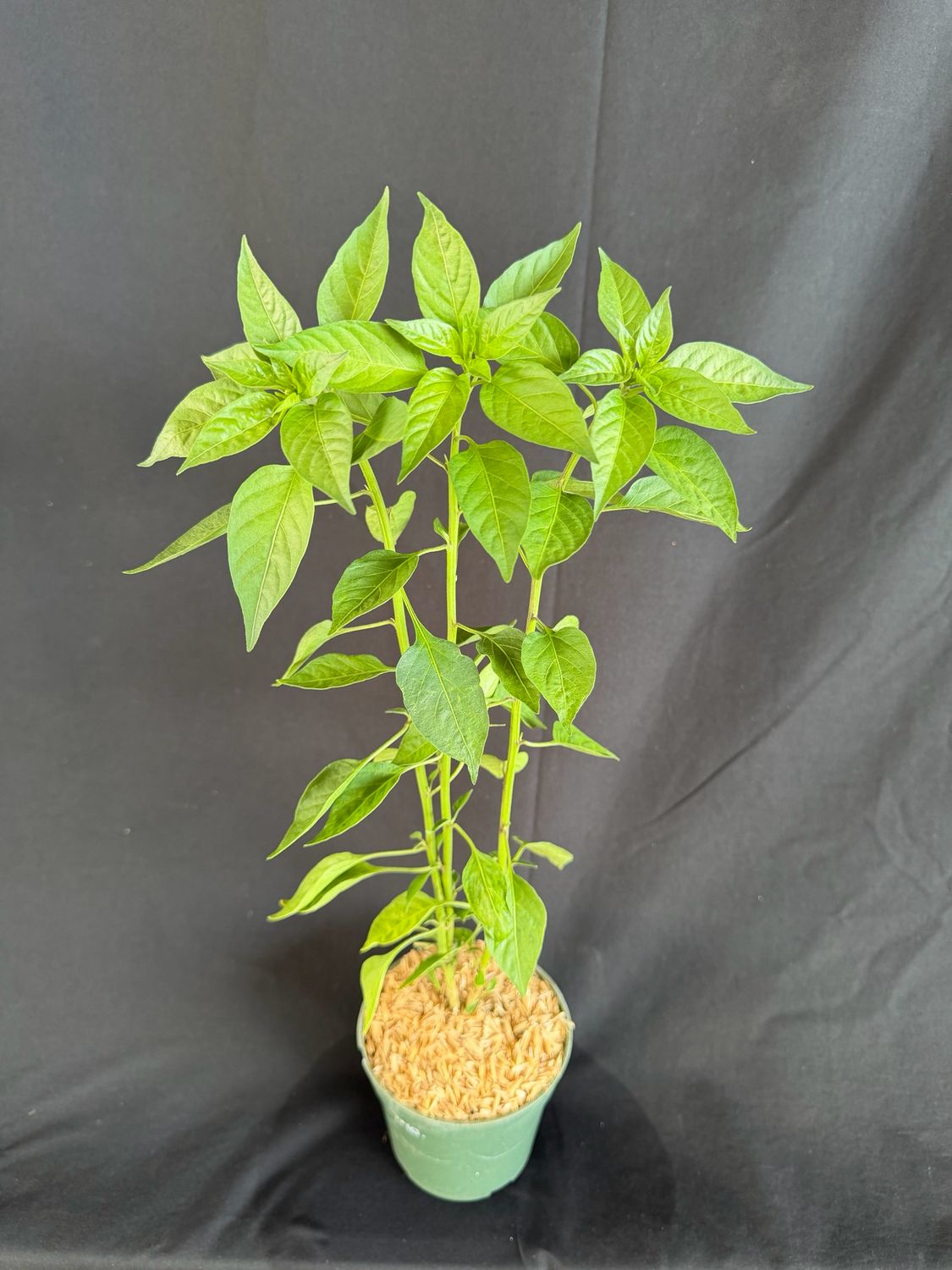 Chile - Pequin Pepper (Capsicum Annuum 'Pequin") 4”