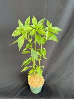Chile - Pequin Pepper (Capsicum Annuum 'Pequin") 4”