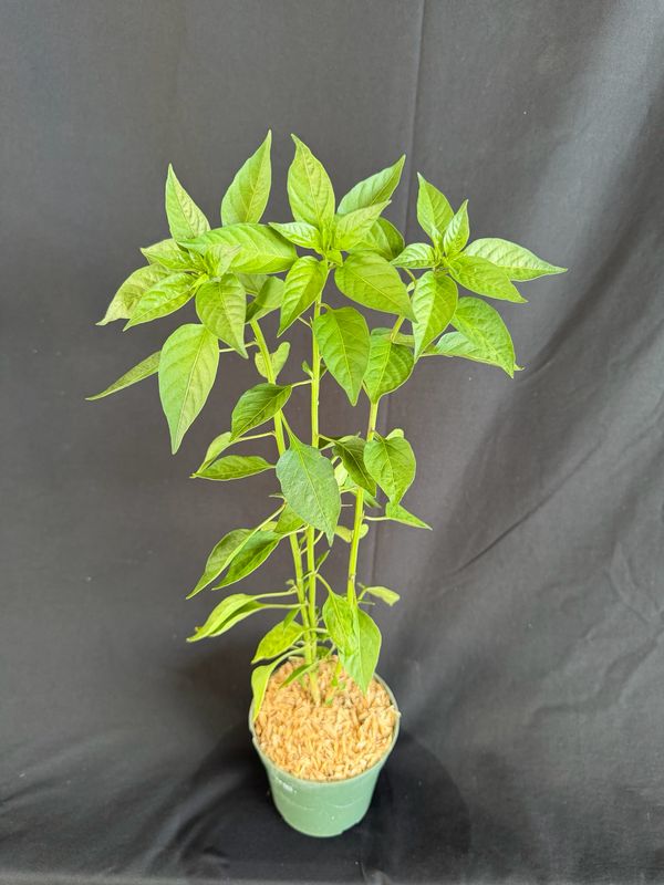 Chile - Pequin Pepper (Capsicum Annuum 'Pequin") 4”