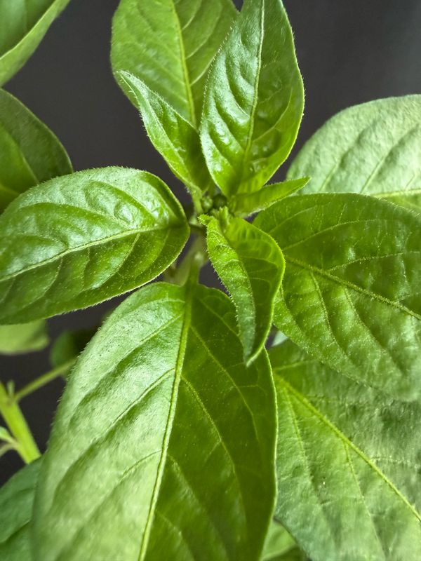 Chile - Pequin Pepper 4” (Capsicum Annuum 'Pequin")