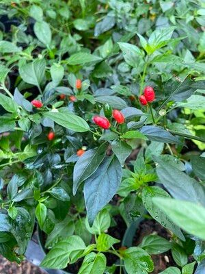 Chile - Pequin Pepper 4” (Capsicum Annuum 'Pequin")