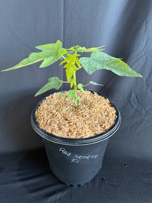 Papaya - Red Nemesis F1 (Carica Papaya) 1G
