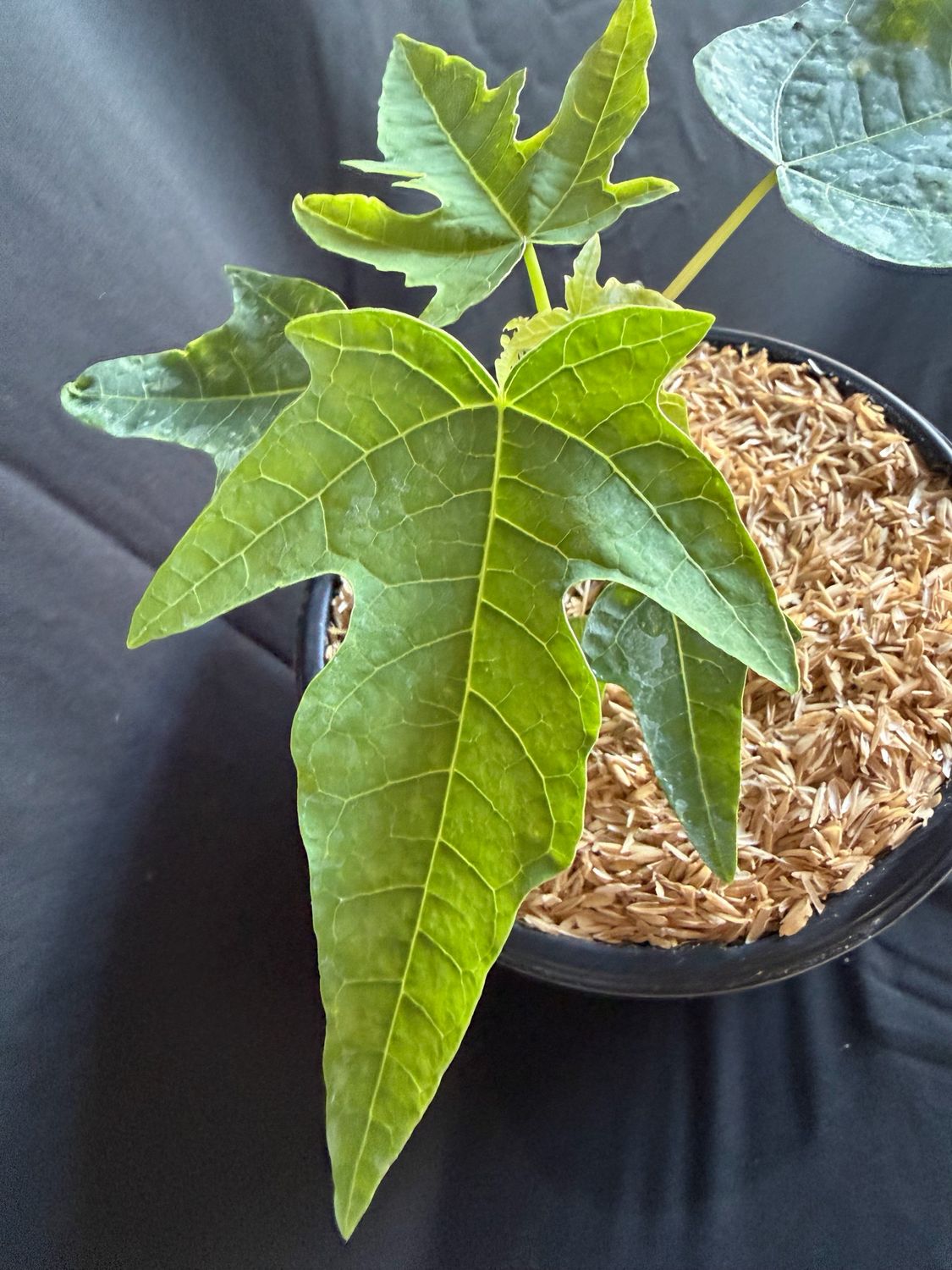 Papaya - Red Nemesis F1 (Carica Papaya) 1G