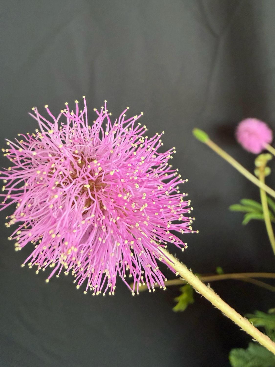 Sunshine Mimosa (Mimosa strigillosa) 1G