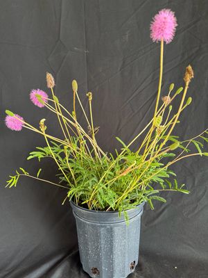 Sunshine Mimosa (Mimosa strigillosa) 1G