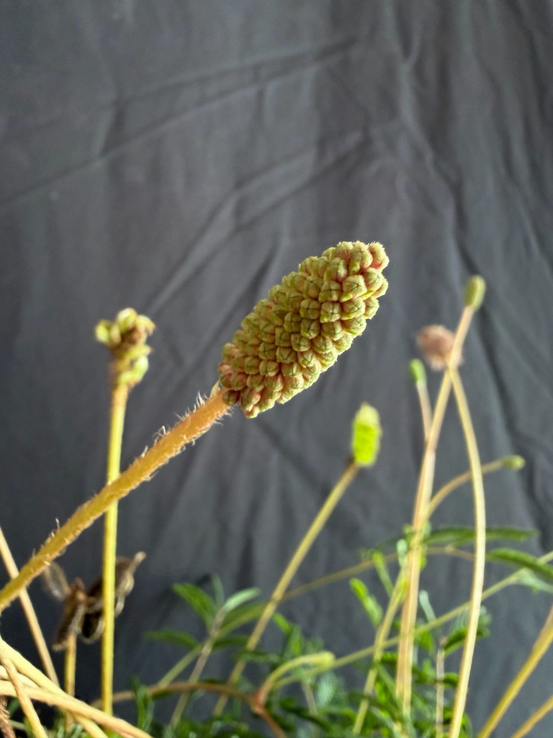 Sunshine Mimosa (Mimosa strigillosa) 1G