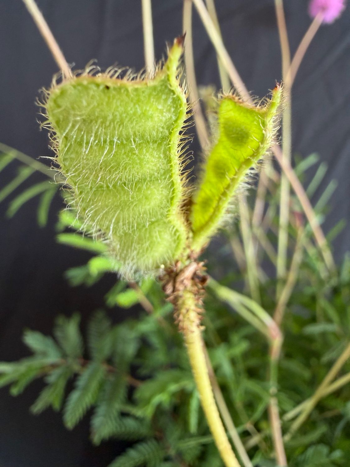 Sunshine Mimosa (Mimosa strigillosa) 1G