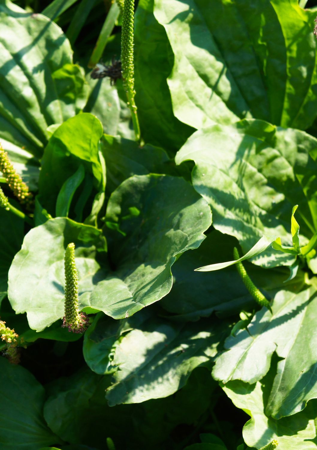 Broadleaf Plantain (Plantago major) 4"