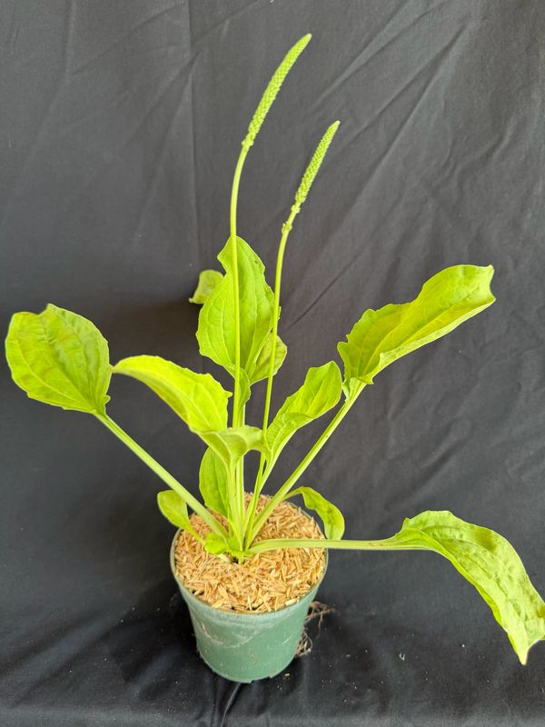Broadleaf Plantain (Plantago major) 4"