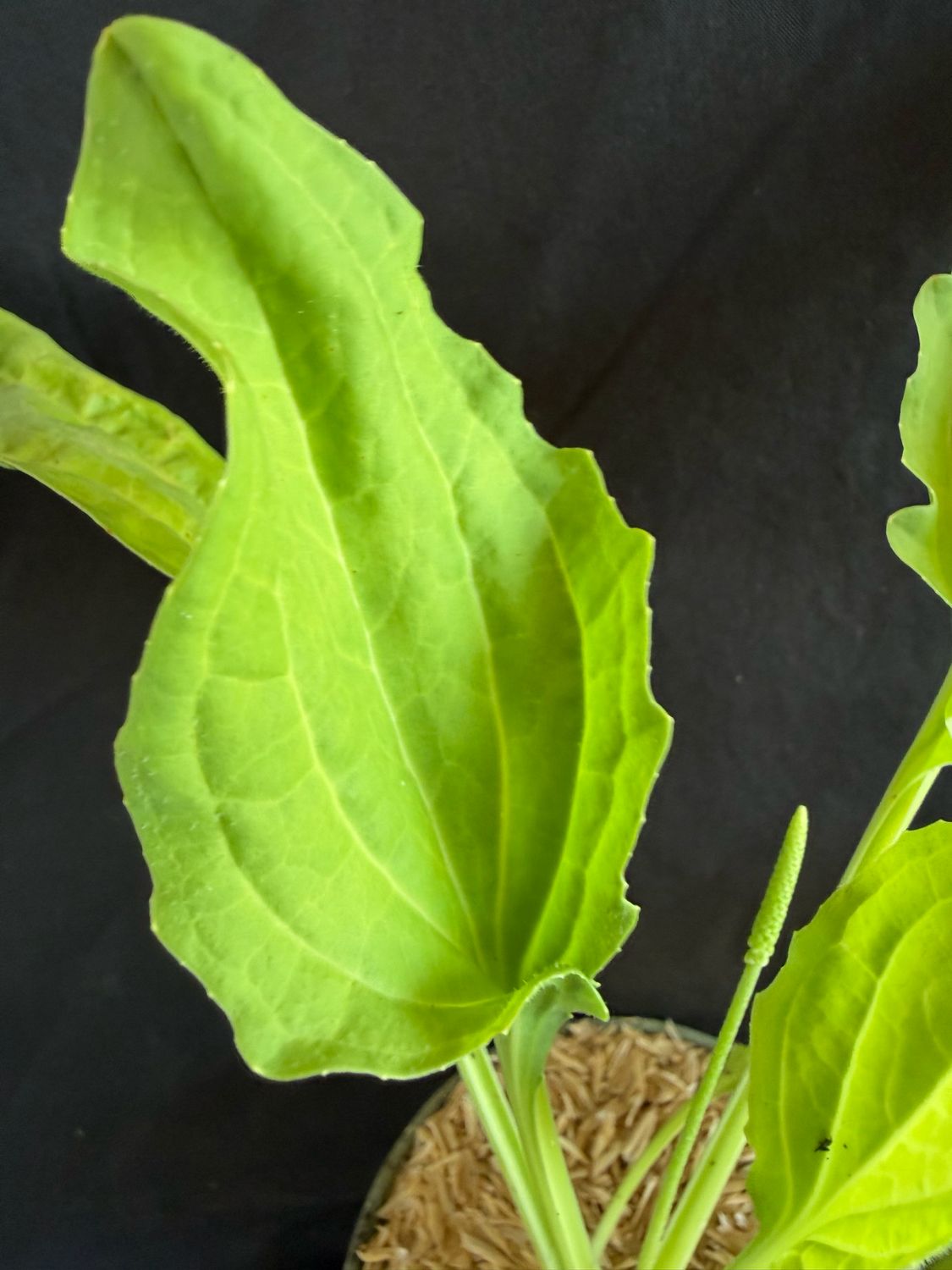 Broadleaf Plantain (Plantago major) 4"