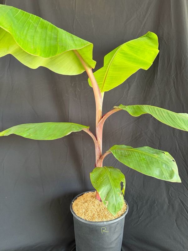 Banana - Cuban Red Dacca (Musa acuminata) - 3 Gal