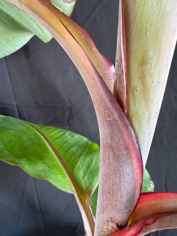 Banana - Cuban Red Dacca (Musa acuminata) - 3 Gal