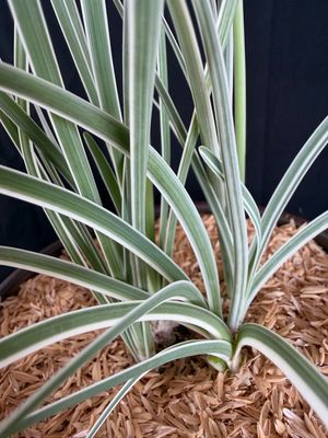 Society Garlic, Variegated (Tulbaghia violacea) 1G