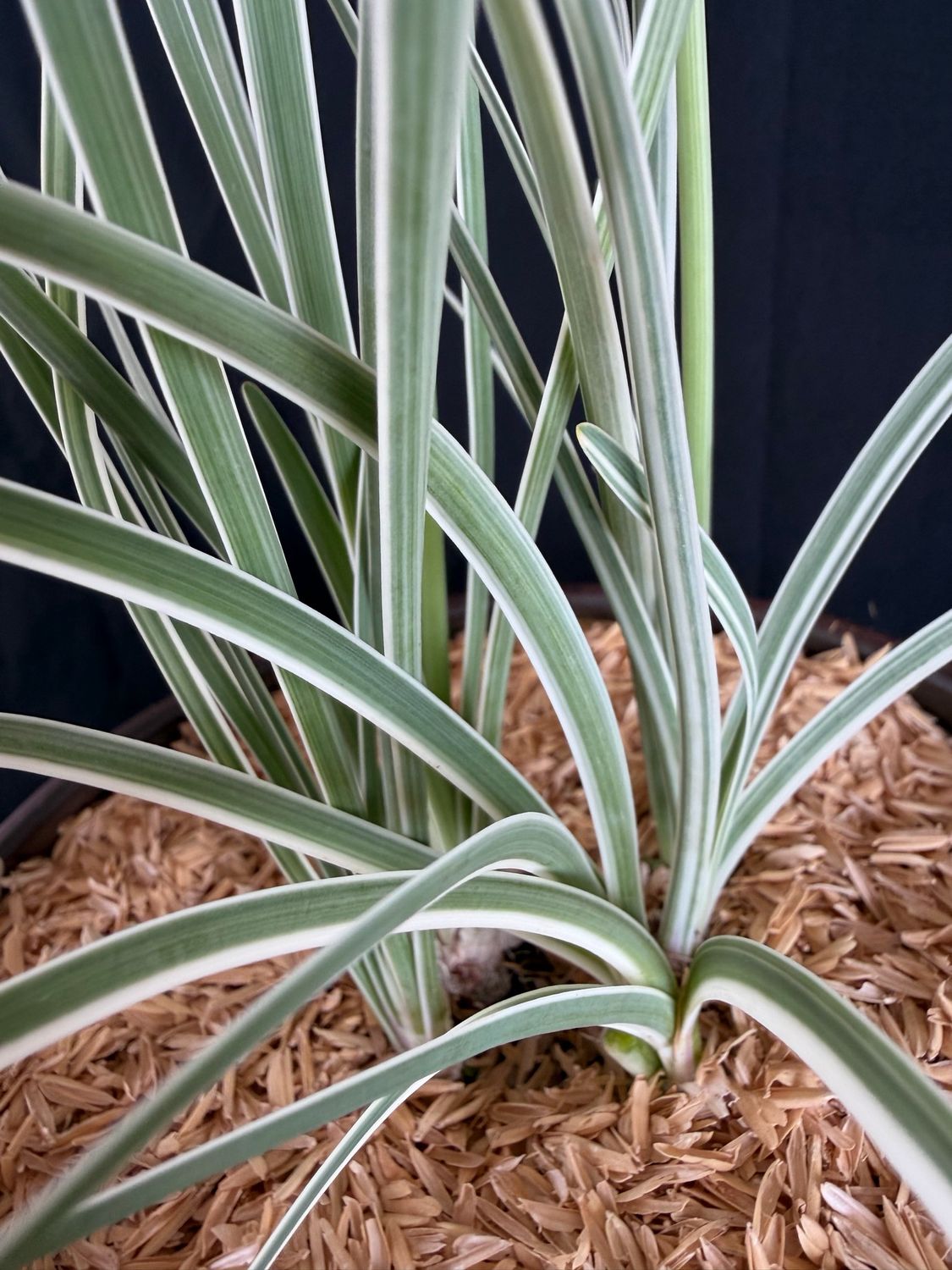Society Garlic, Variegated (Tulbaghia violacea) 1G