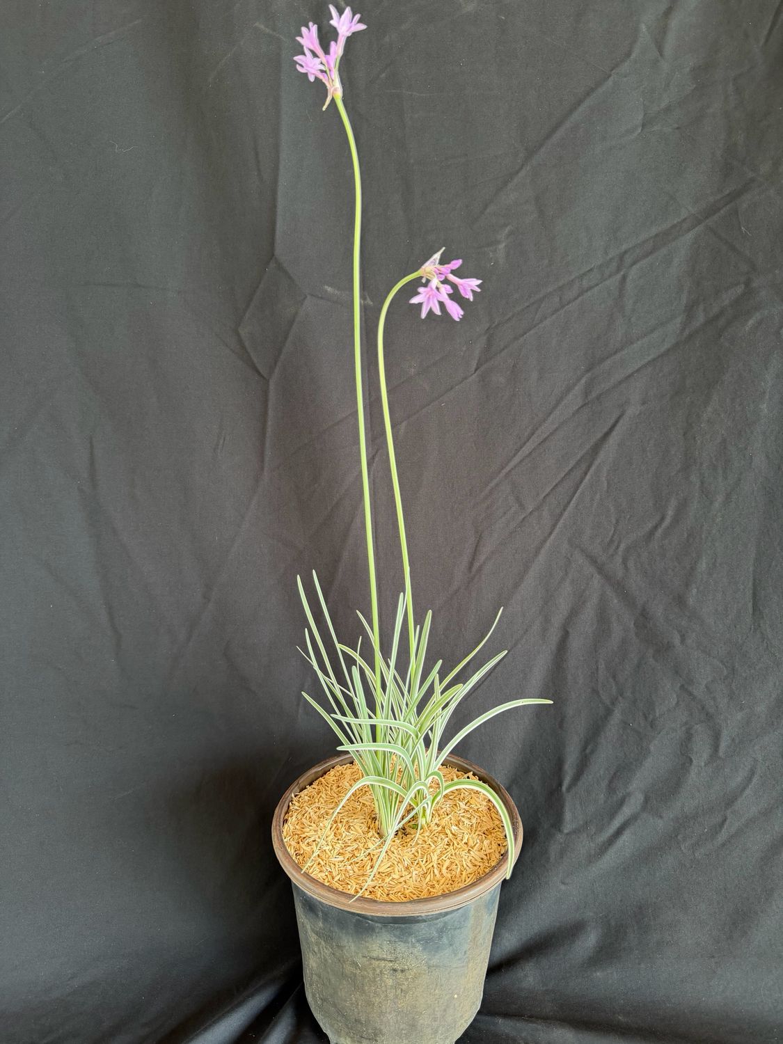 Society Garlic, Variegated (Tulbaghia violacea) 1G