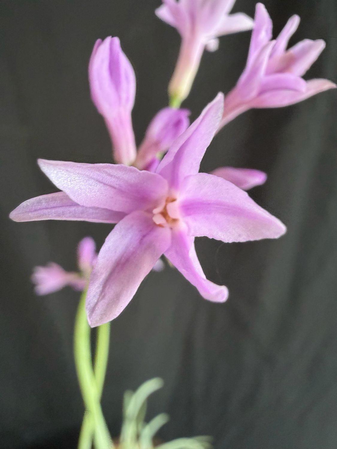 Society Garlic, Variegated (Tulbaghia violacea) 1G