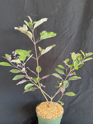 Arabian Lilac / Vitex - Purple (Vitex trifolia ‘Purpurea’) 4"