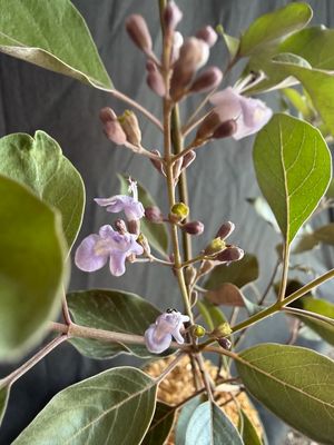 Arabian Lilac / Vitex - Purple (Vitex trifolia ‘Purpurea’) 4"