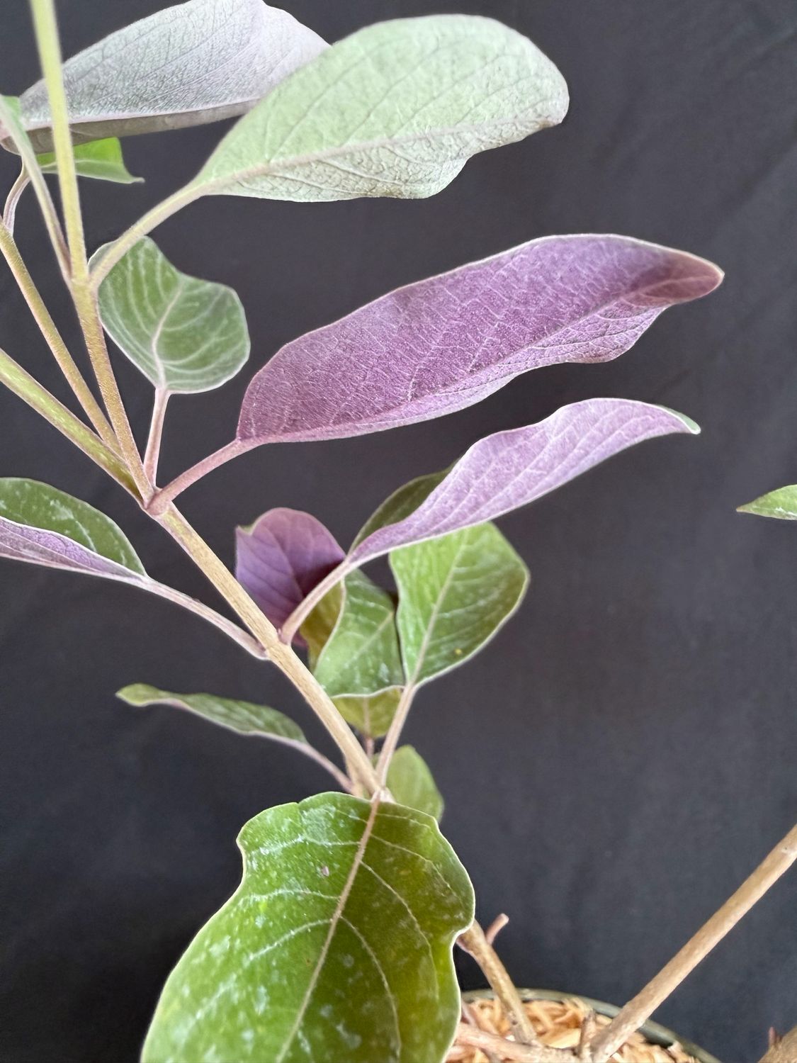 Arabian Lilac / Vitex - Purple (Vitex trifolia ‘Purpurea’) 4"