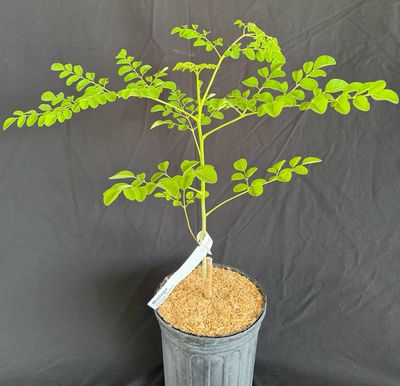 Moringa Tree (Moringa oleifera) 1G