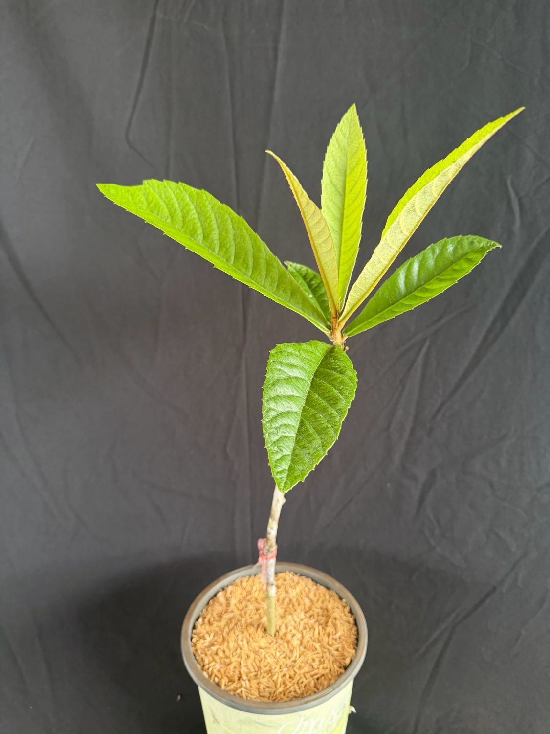Loquat - Christmas (Eriobotrya japonica) 1G