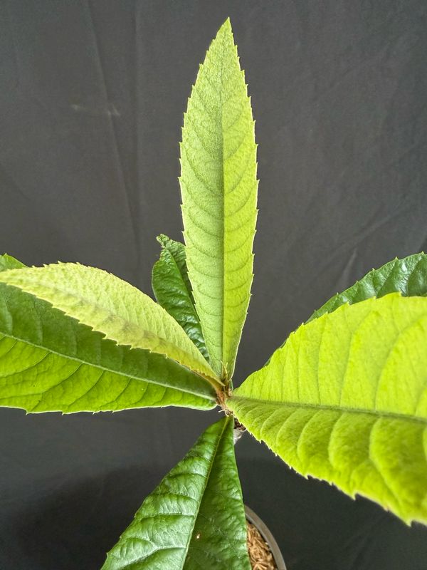Loquat - Christmas (Eriobotrya japonica) 1G
