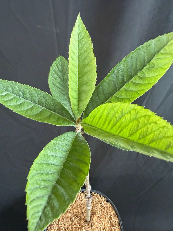 Loquat - Oliver (Eriobotrya japonica) 1G