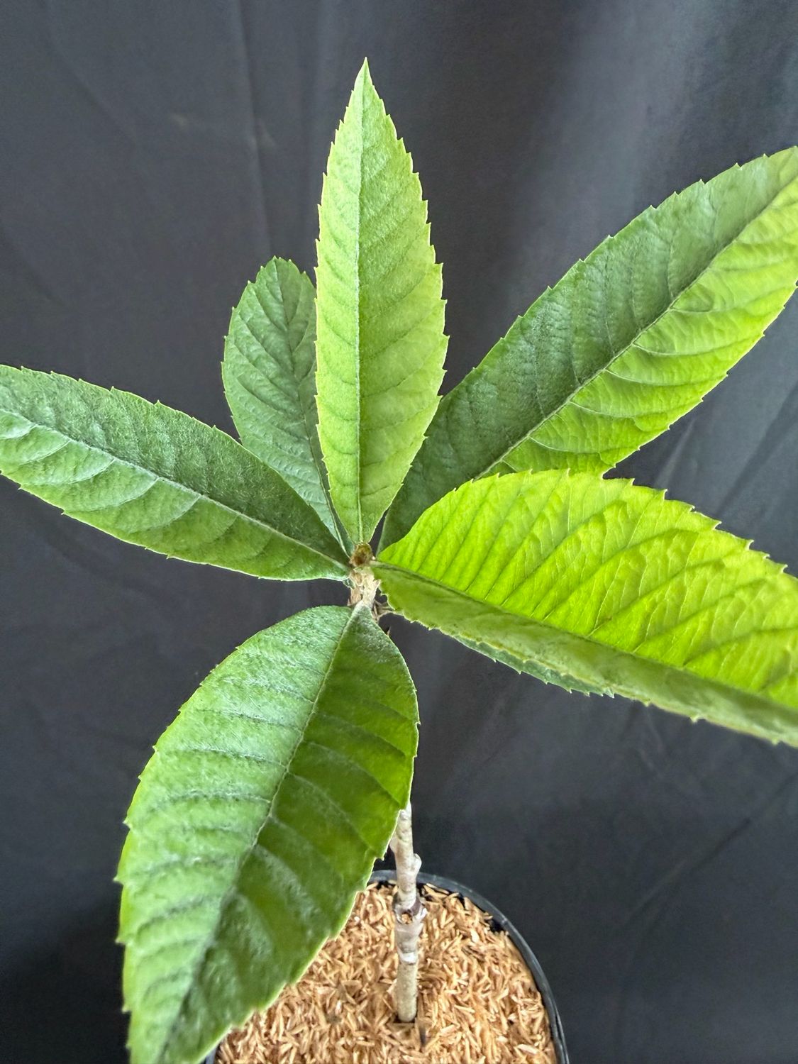 Loquat - Oliver (Eriobotrya japonica) 1G