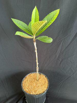 Loquat - Oliver (Eriobotrya japonica) 1G