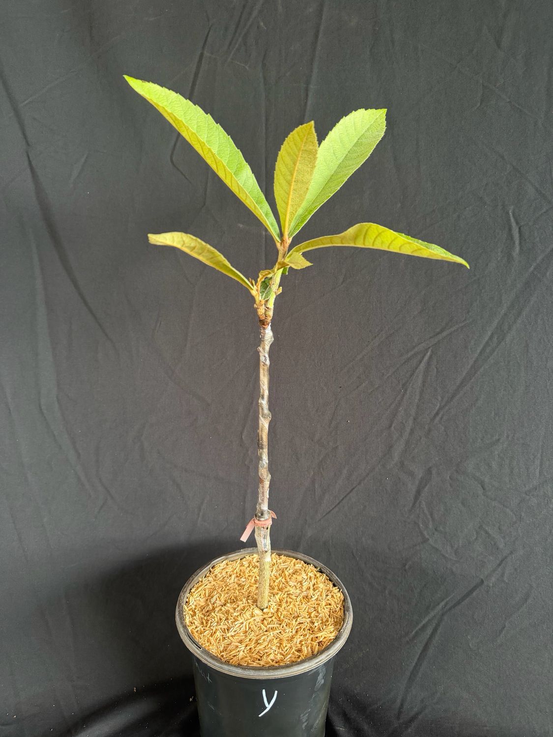 Loquat - Yehuda (Eriobotrya japonica) 1G