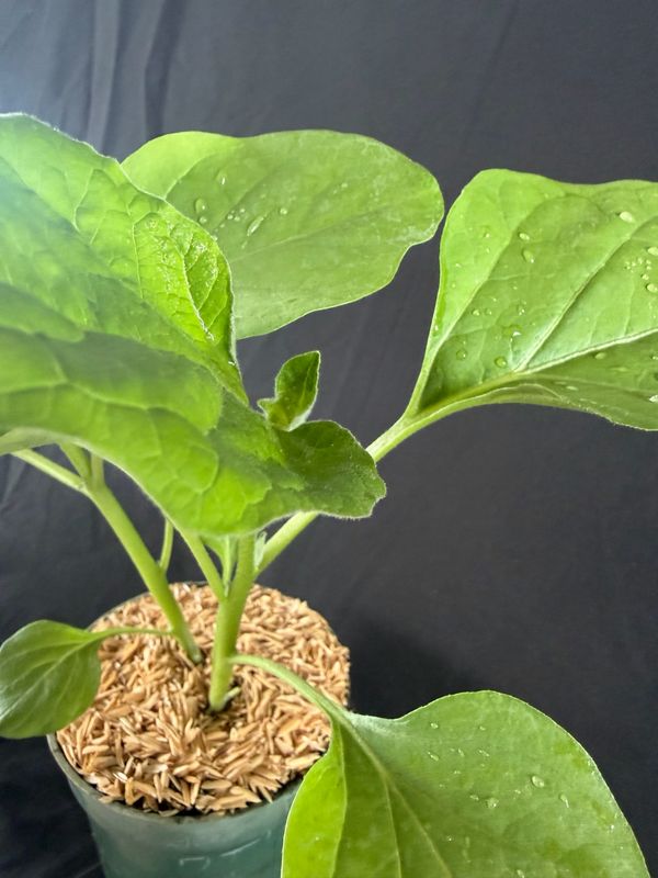 Eggplant - Konasu 4"(Solanum Melongena)