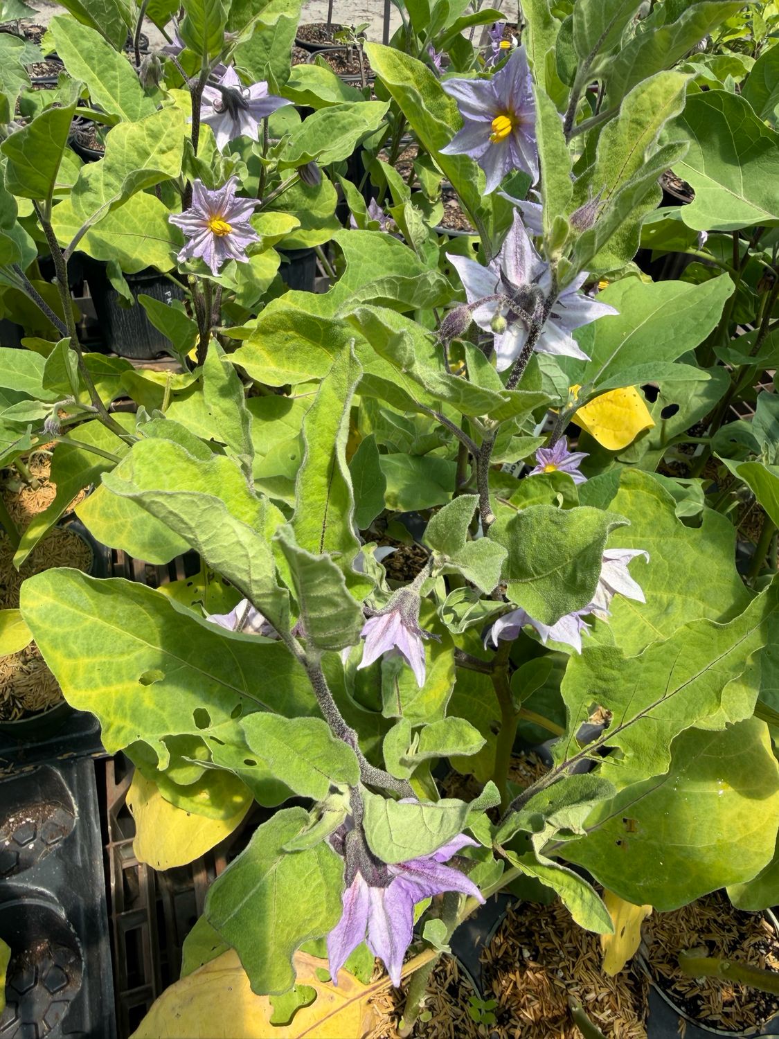 Eggplant - Konasu 4"(Solanum Melongena)