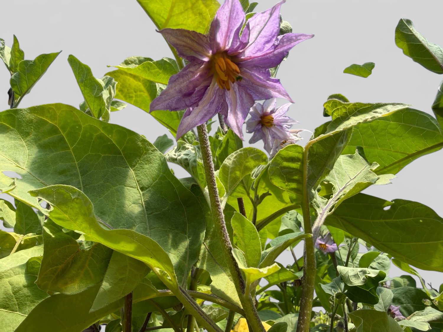 Eggplant - Konasu 4"(Solanum Melongena)