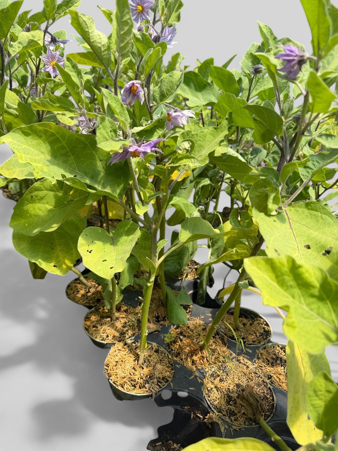 Eggplant - Konasu 4"(Solanum Melongena)