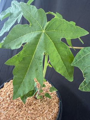 Papaya - Hawaiian Solo (Carica papaya) 1G